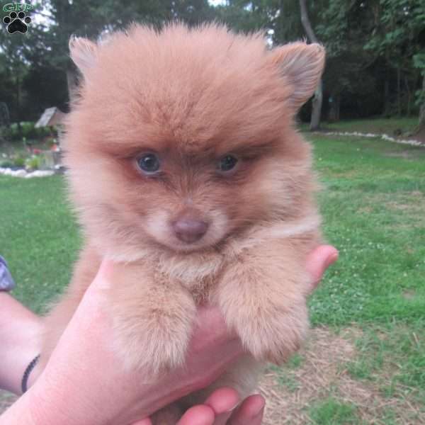 Kodak Bear, Pomeranian Puppy